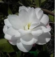 CAMELLIA CINNAMON CINDY